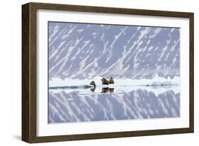 Norway, Svalbard, Pack Ice, Walrus on Ice Floes-Ellen Goff-Framed Photographic Print