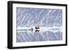 Norway, Svalbard, Pack Ice, Walrus on Ice Floes-Ellen Goff-Framed Photographic Print