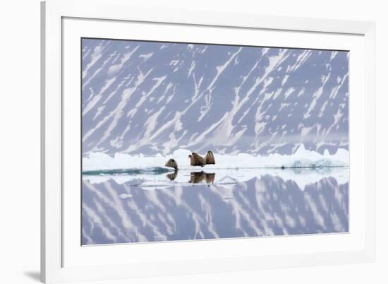 Norway, Svalbard, Pack Ice, Walrus on Ice Floes-Ellen Goff-Framed Photographic Print