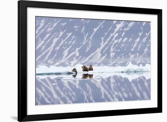 Norway, Svalbard, Pack Ice, Walrus on Ice Floes-Ellen Goff-Framed Photographic Print