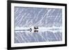 Norway, Svalbard, Pack Ice, Walrus on Ice Floes-Ellen Goff-Framed Photographic Print