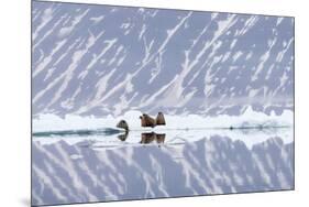Norway, Svalbard, Pack Ice, Walrus on Ice Floes-Ellen Goff-Mounted Photographic Print