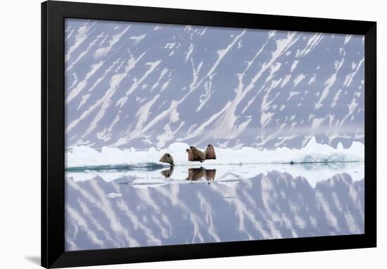 Norway, Svalbard, Pack Ice, Walrus on Ice Floes-Ellen Goff-Framed Photographic Print