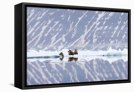 Norway, Svalbard, Pack Ice, Walrus on Ice Floes-Ellen Goff-Framed Stretched Canvas