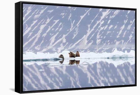 Norway, Svalbard, Pack Ice, Walrus on Ice Floes-Ellen Goff-Framed Stretched Canvas