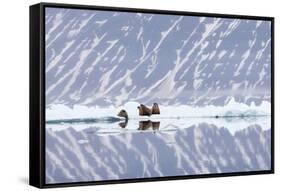 Norway, Svalbard, Pack Ice, Walrus on Ice Floes-Ellen Goff-Framed Stretched Canvas