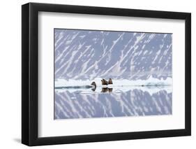 Norway, Svalbard, Pack Ice, Walrus on Ice Floes-Ellen Goff-Framed Photographic Print