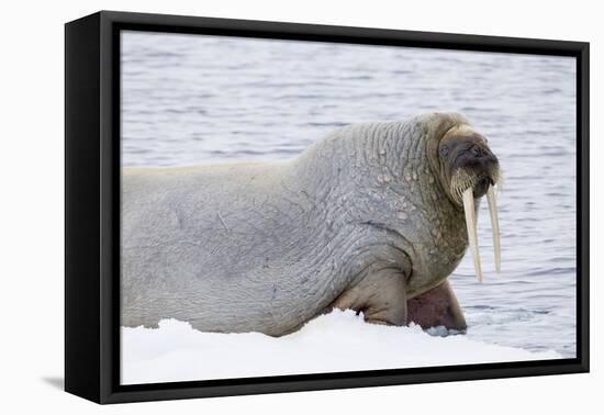 Norway, Svalbard, Pack Ice, Walrus on Ice Floes-Ellen Goff-Framed Stretched Canvas