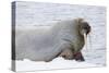 Norway, Svalbard, Pack Ice, Walrus on Ice Floes-Ellen Goff-Stretched Canvas