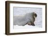 Norway, Svalbard, Pack Ice, Walrus on Ice Floes-Ellen Goff-Framed Premium Photographic Print