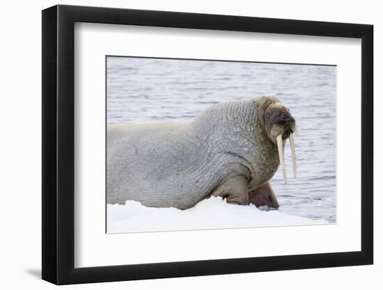 Norway, Svalbard, Pack Ice, Walrus on Ice Floes-Ellen Goff-Framed Premium Photographic Print