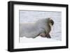 Norway, Svalbard, Pack Ice, Walrus on Ice Floes-Ellen Goff-Framed Premium Photographic Print