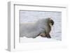 Norway, Svalbard, Pack Ice, Walrus on Ice Floes-Ellen Goff-Framed Premium Photographic Print