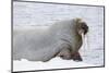 Norway, Svalbard, Pack Ice, Walrus on Ice Floes-Ellen Goff-Mounted Premium Photographic Print