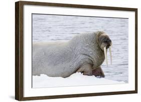 Norway, Svalbard, Pack Ice, Walrus on Ice Floes-Ellen Goff-Framed Photographic Print