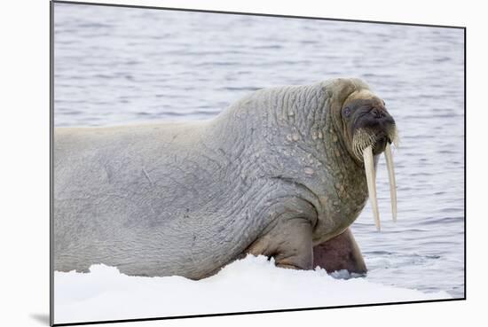 Norway, Svalbard, Pack Ice, Walrus on Ice Floes-Ellen Goff-Mounted Photographic Print