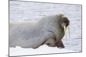 Norway, Svalbard, Pack Ice, Walrus on Ice Floes-Ellen Goff-Mounted Photographic Print