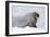 Norway, Svalbard, Pack Ice, Walrus on Ice Floes-Ellen Goff-Framed Photographic Print