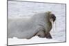 Norway, Svalbard, Pack Ice, Walrus on Ice Floes-Ellen Goff-Mounted Photographic Print