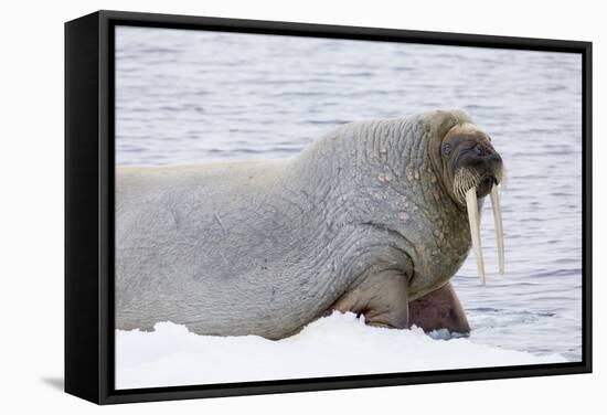 Norway, Svalbard, Pack Ice, Walrus on Ice Floes-Ellen Goff-Framed Stretched Canvas