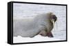 Norway, Svalbard, Pack Ice, Walrus on Ice Floes-Ellen Goff-Framed Stretched Canvas