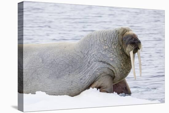 Norway, Svalbard, Pack Ice, Walrus on Ice Floes-Ellen Goff-Stretched Canvas