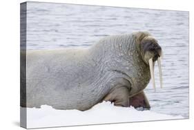 Norway, Svalbard, Pack Ice, Walrus on Ice Floes-Ellen Goff-Stretched Canvas