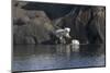 Norway, Svalbard, Polar Bear and Cub Coming Off Rocks to the Ocean-Ellen Goff-Mounted Photographic Print