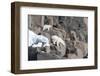 Norway, Svalbard, Polar Bear and Cub Coming Off Rocks to the Ocean-Ellen Goff-Framed Photographic Print