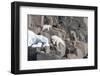 Norway, Svalbard, Polar Bear and Cub Coming Off Rocks to the Ocean-Ellen Goff-Framed Photographic Print