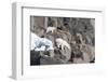 Norway, Svalbard, Polar Bear and Cub Coming Off Rocks to the Ocean-Ellen Goff-Framed Photographic Print