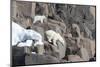 Norway, Svalbard, Polar Bear and Cub Coming Off Rocks to the Ocean-Ellen Goff-Mounted Photographic Print