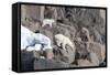 Norway, Svalbard, Polar Bear and Cub Coming Off Rocks to the Ocean-Ellen Goff-Framed Stretched Canvas