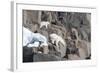 Norway, Svalbard, Polar Bear and Cub Coming Off Rocks to the Ocean-Ellen Goff-Framed Photographic Print