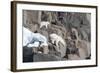 Norway, Svalbard, Polar Bear and Cub Coming Off Rocks to the Ocean-Ellen Goff-Framed Photographic Print