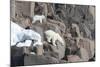 Norway, Svalbard, Polar Bear and Cub Coming Off Rocks to the Ocean-Ellen Goff-Mounted Photographic Print