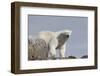 Norway, Svalbard. Polar Bear Close-Up-Jaynes Gallery-Framed Photographic Print