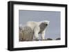 Norway, Svalbard. Polar Bear Close-Up-Jaynes Gallery-Framed Photographic Print