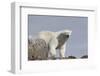 Norway, Svalbard. Polar Bear Close-Up-Jaynes Gallery-Framed Photographic Print