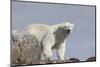 Norway, Svalbard. Polar Bear Close-Up-Jaynes Gallery-Mounted Photographic Print