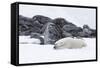 Norway, Svalbard, Polar Bear Making a Day Bed and Resting in It-Ellen Goff-Framed Stretched Canvas