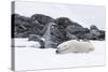 Norway, Svalbard, Polar Bear Making a Day Bed and Resting in It-Ellen Goff-Stretched Canvas