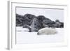 Norway, Svalbard, Polar Bear Making a Day Bed and Resting in It-Ellen Goff-Framed Photographic Print