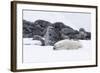 Norway, Svalbard, Polar Bear Making a Day Bed and Resting in It-Ellen Goff-Framed Photographic Print