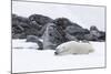 Norway, Svalbard, Polar Bear Making a Day Bed and Resting in It-Ellen Goff-Mounted Photographic Print