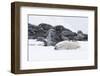 Norway, Svalbard, Polar Bear Making a Day Bed and Resting in It-Ellen Goff-Framed Photographic Print