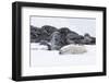 Norway, Svalbard, Polar Bear Making a Day Bed and Resting in It-Ellen Goff-Framed Photographic Print