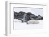 Norway, Svalbard, Polar Bear Making a Day Bed and Resting in It-Ellen Goff-Framed Photographic Print