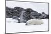 Norway, Svalbard, Polar Bear Making a Day Bed and Resting in It-Ellen Goff-Mounted Photographic Print