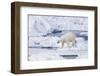 Norway, Svalbard, Polar Bear Sniffing Out Old Carcass-Ellen Goff-Framed Photographic Print